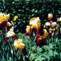 dth06.jpg